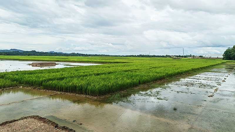 কক্সবাজারে বাড়তি দামেও মিলছে না সার, আমনের ফলন বিপর্যয়ের শঙ্কা