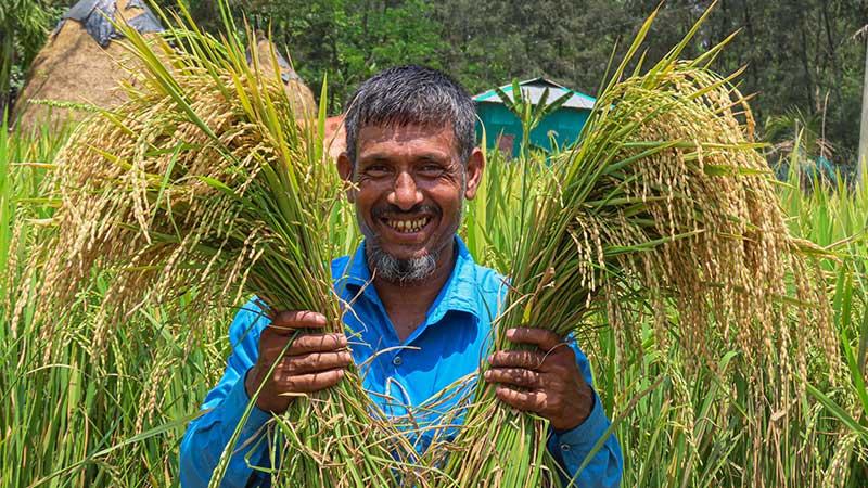 নোয়াখালীতে বাণিজ্যিকভাবে ধানবীজ উৎপাদন করছেন কৃষক