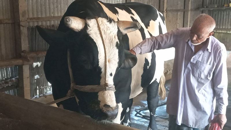 ৩৬ মণ ওজনের ‘রাজবাড়ীর বস’, দাম ১০ লাখ টাকা