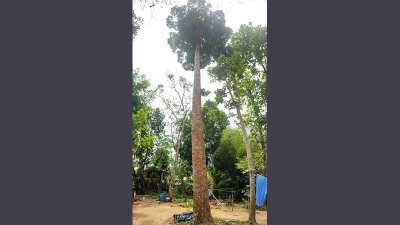 রাঙ্গামাটির বৈলাম গাছকে ‘স্মারক বৃক্ষ’ ঘোষণা