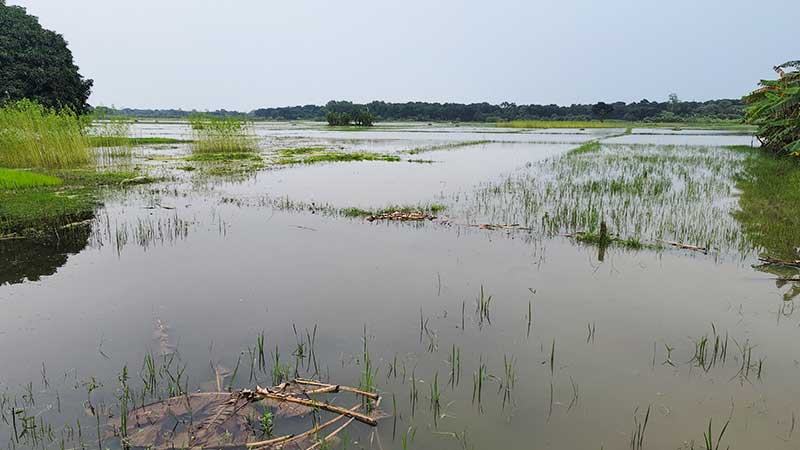 ফরিদপুরে জলাবদ্ধতায় আবাদ হয়নি দুই হাজার একর জমিতে