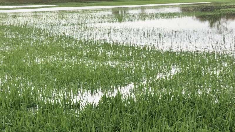 সুনামগঞ্জে শিলাবৃষ্টিতে আক্রান্ত হাওরের ফসল আগাম বন্যার শঙ্কা