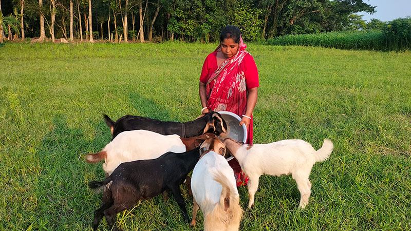 মৎস্য প্রজনন মৌসুমে বিকল্প আয়ে জেলে পরিবারে ঘুরছে ভাগ্যের চাকা