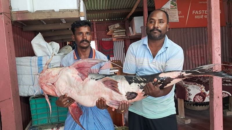 পদ্মায় ধরা পড়ল ৩৭ কেজির বাঘাইড়, বিক্রি হলো ৫০ হাজার টাকায়