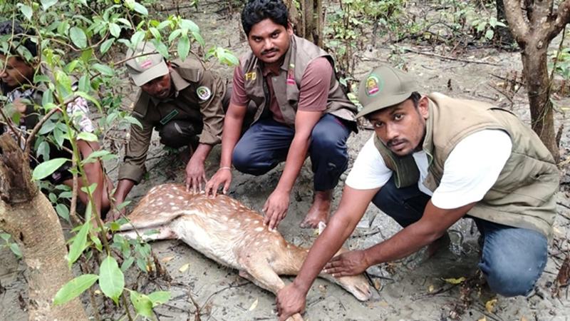 ভোলায় লোকালয় থেকে চিত্রা হরিণ উদ্ধার, বনে অবমুক্ত