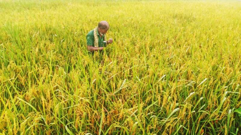 আমন চাষের লক্ষ্যমাত্রা ছাড়িয়েছে দক্ষিণ-পশ্চিমের ছয় জেলায়