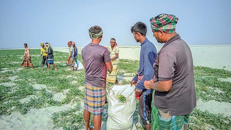 গাইবান্ধার জেগে ওঠা চরে তরমুজ চাষ