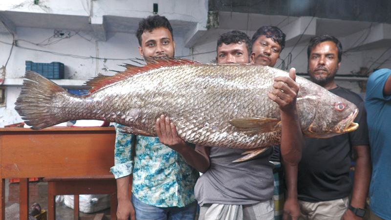এক দাতিনা ভোল মাছের দাম সাড়ে ৩ লাখ টাকা