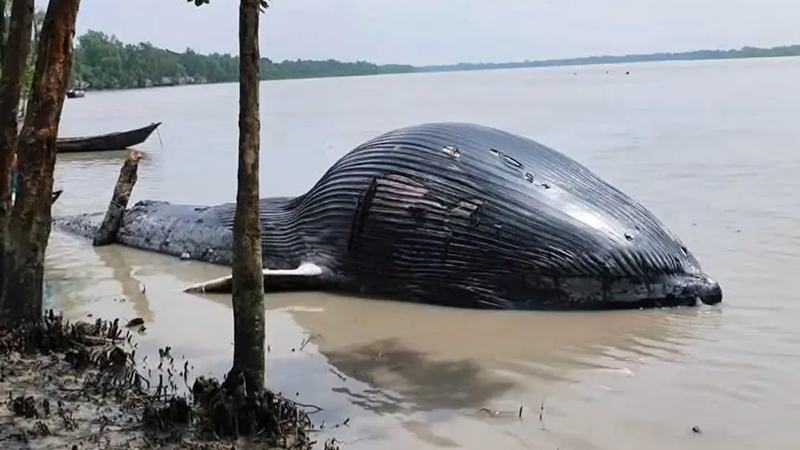 নদীতীরে ভেসে এল ৩০ ফুট লম্বা মৃত তিমি