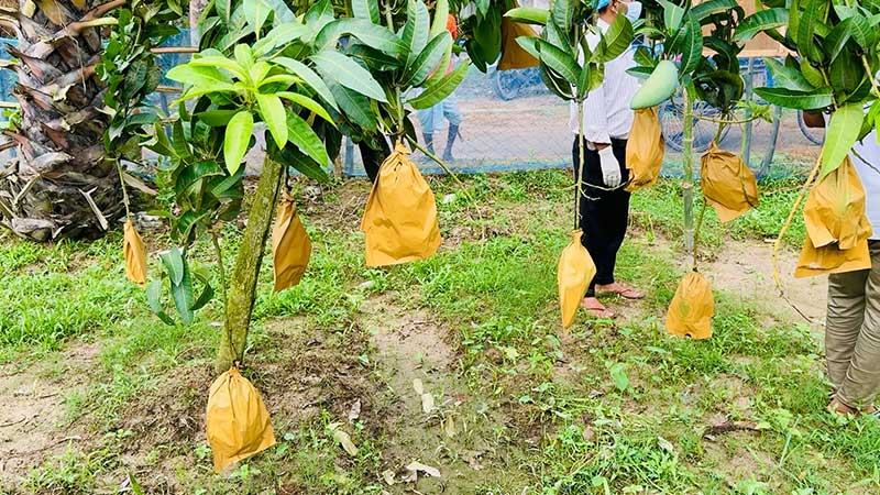 হিলিতে ফ্রুট ব্যাগিং পদ্ধতিতে নিরাপদ আম উৎপাদন