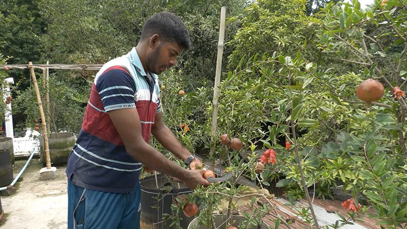 ছাদ যেন লাল-সবুজের ক্যানভাস