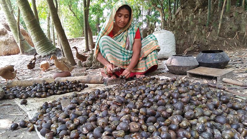 নড়াইলে বিল থেকে নির্বিচারে শামুক আহরণ