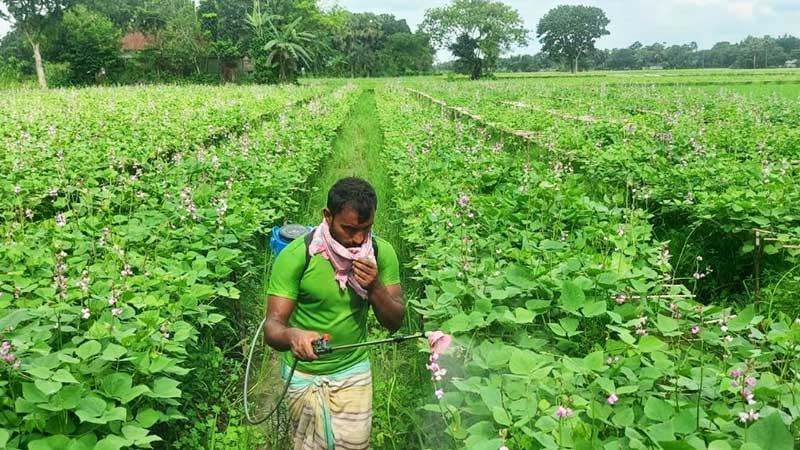 আগাম শিমে ভাইরাসের আক্রমণ লোকসানের শঙ্কায় ঈশ্বরদীর চাষীরা