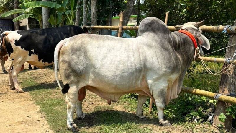 ‘বিসিএস ক্যাডার’-এর দিনে খাবার লাগে ৭ হাজার টাকার