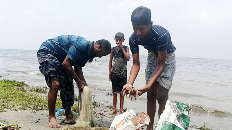 চাঁদপুরে আবারো মরে ভেসে উঠছে মেঘনার মাছ