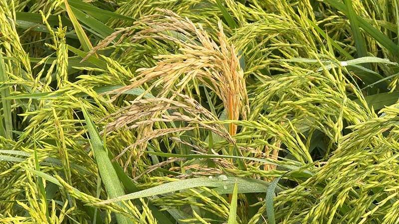 হিলিতে বোরো ধানে মাজরা পোকার আক্রমণ ফলন বিপর্যয়ের শঙ্কা