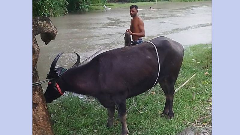 পাগলা মহিষের তাণ্ডব