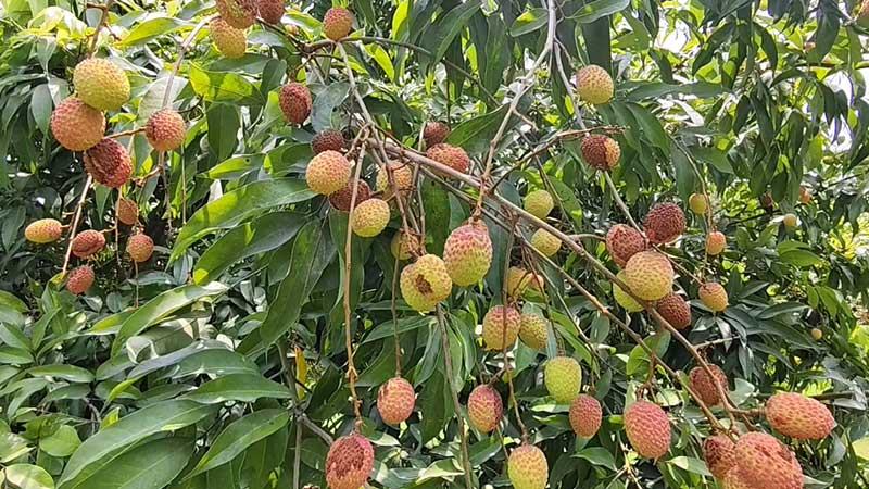 ফরিদপুরে খরায় ঝরে পড়ছে লিচু, ফলন বিপর্যয়ের শঙ্কা