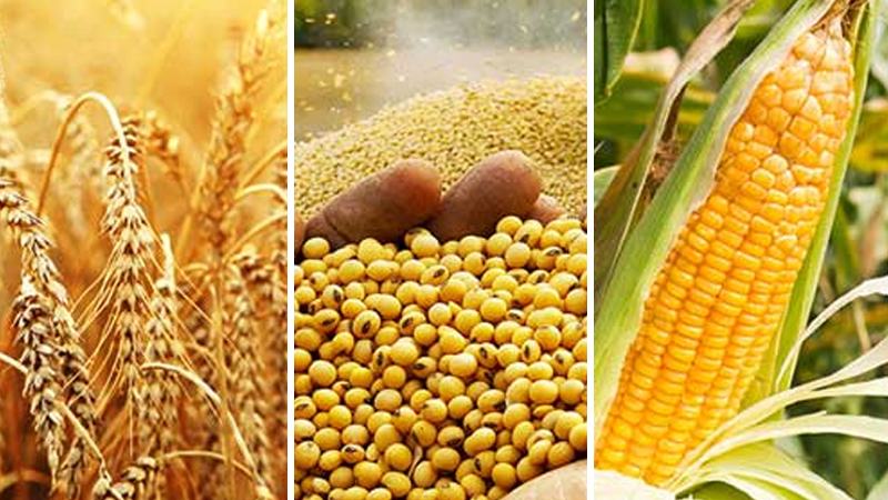বাড়ল গম ও সয়াবিনের দাম, নিম্নমুখী ভুট্টা
