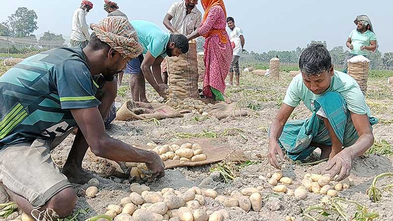 অব্যাহত লোকসানে বগুড়ায় কমেছে আলুর আবাদ