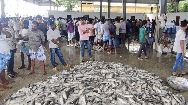 কক্সবাজারে ইলিশের সরবরাহ বাড়লেও দাম চড়া