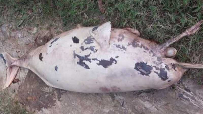 মৃত ডলফিন উদ্ধার