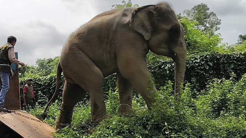 শর্ত ভাঙায় সাফারি পার্কে ফিরল দুই হাতি