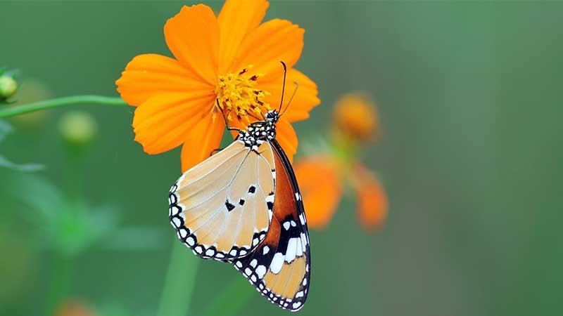 কাপ্তাই উদ্যানে মিলেছে ৮৭ প্রজাতির প্রজাপতি