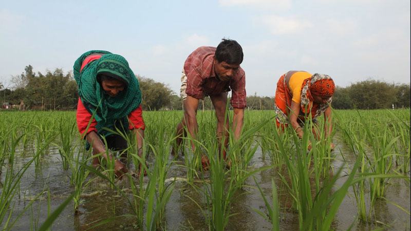 কৃষি শ্রমিকদের ন্যূনতম মজুরি কাঠামো নেই বাংলাদেশে