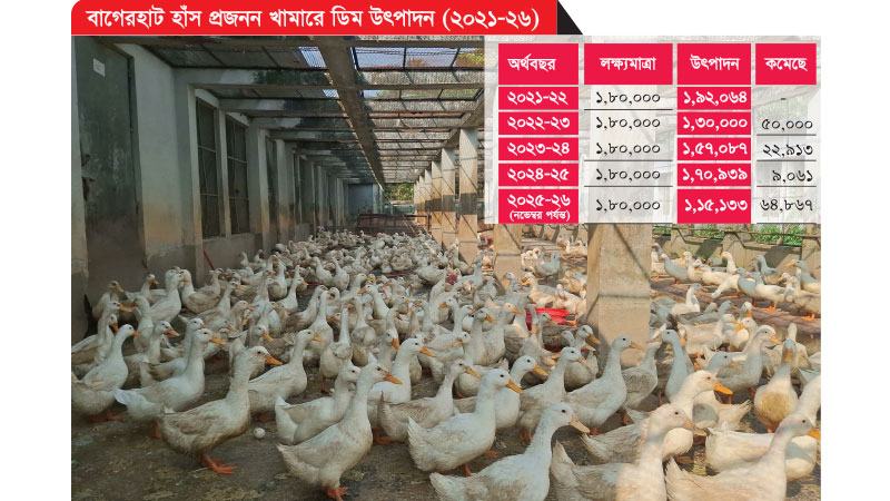 মিঠা পানির সংকটে চার বছরে ডিম উৎপাদন কমেছে ৪০%