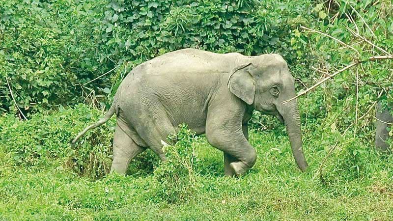 সংকুচিত করিডোর, ‘সংরক্ষিত এলাকা’ কতটা সংরক্ষিত?