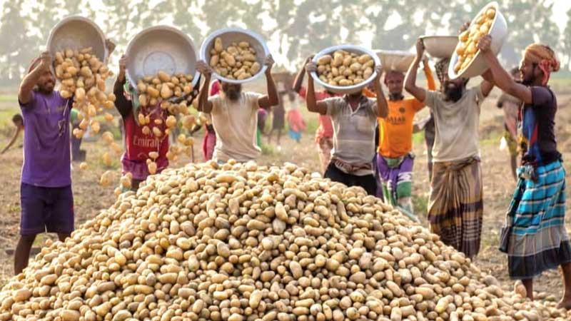 মুন্সিগঞ্জের কৃষির বদলে যাওয়ার গল্প