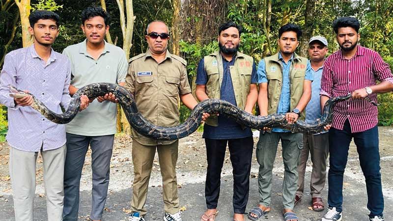 মিরসরাইয়ে পুকুর থেকে ১২ ফুটের অজগর উদ্ধার