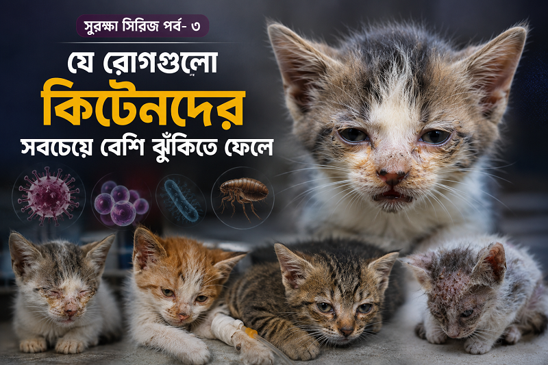 যে রোগগুলো কিটেনদের সবচেয়ে বেশি ঝুঁকিতে ফেলে