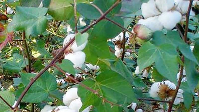 কুমিল্লায় প্রথমবার আবাদ হচ্ছে তুলা