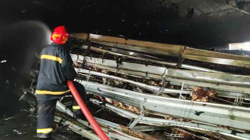 যশোরে আফিল লেয়ার ফার্মে অগ্নিকাণ্ড, মারা গেছে ৫০ হাজার মুরগি
