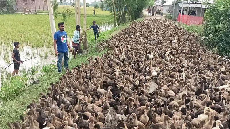 ইউটিউব দেখে হাঁস পালন করে ভাগ্য বদলেছেন মাহফুজার