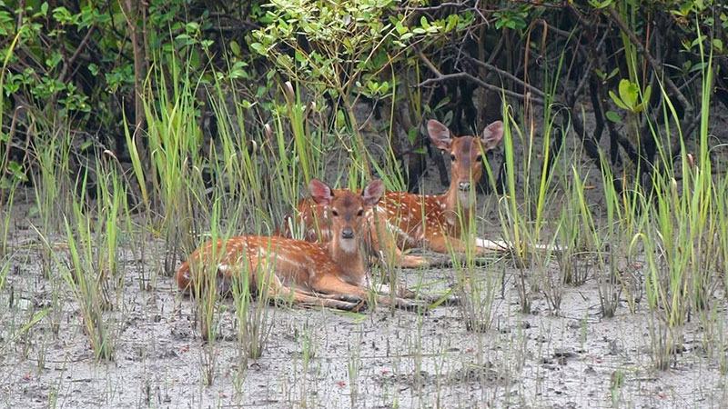 সুন্দরবনে বাড়ছে হরিণ শিকারি চক্রের দৌরাত্ম্য