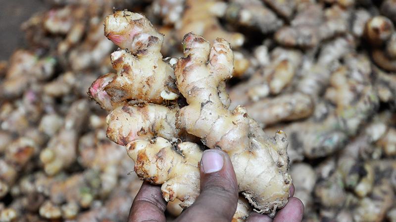 সাতক্ষীরায় সরবরাহ বাড়ায় দাম কমেছে আদার