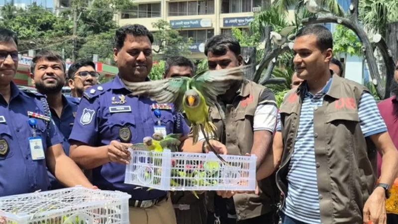 বগুড়ায় ১০৩ টিয়া উদ্ধারের পর অবমুক্ত