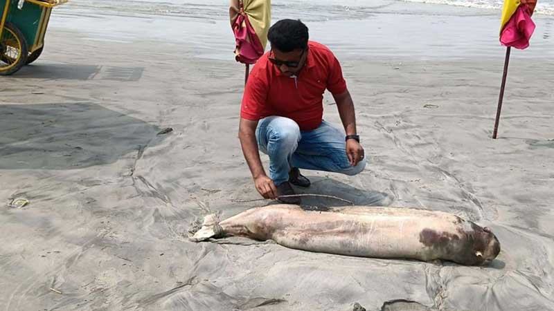 কুয়াকাটা সৈকতে ভেসে এল মৃত ডলফিন