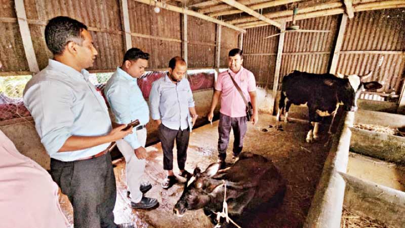 রাজবাড়ীতে ছড়িয়ে পড়ছে গরুর লাম্পি স্কিন রোগ, ভ্যাকসিন না থাকায় বিপাকে খামারিরা