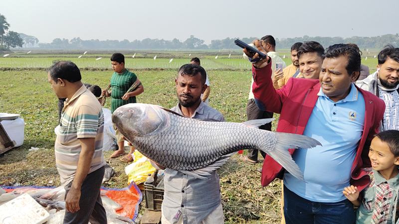 বিনিরাইলের হাটে জামাই-শ্বশুরের মাছ কেনার প্রতিযোগিতা