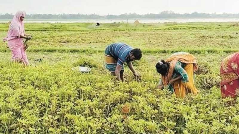 নরসিংদীতে জেগে ওঠা চরে বাদামের বাম্পার ফলন লাভের মুখ দেখছেন কৃষক