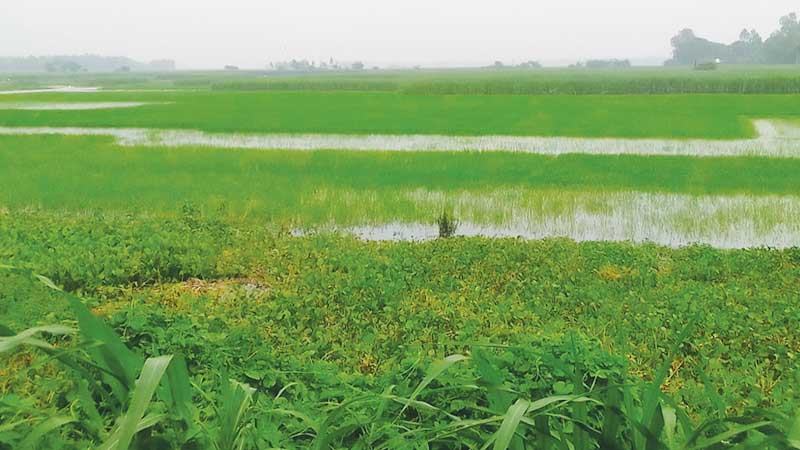 গাজনার বিলে ধান ও মাছের উৎপাদন বাড়াতে খুলে দেয়া হলো স্লুইস গেট