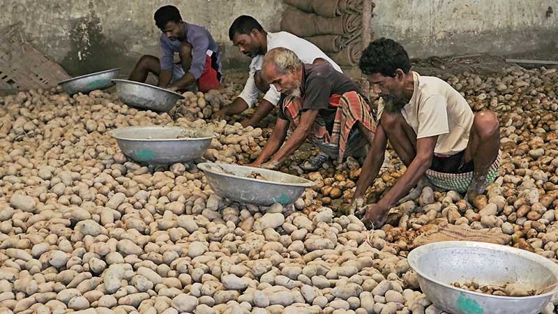 মুন্সিগঞ্জে চাহিদার তুলনায় অতিরিক্ত আলু উৎপাদন