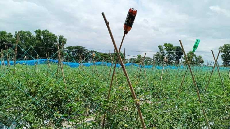ব্রাহ্মণবাড়িয়ায় লক্ষ্যমাত্রা ছাড়িয়েছে গ্রীষ্মকালীন টমেটো আবাদ