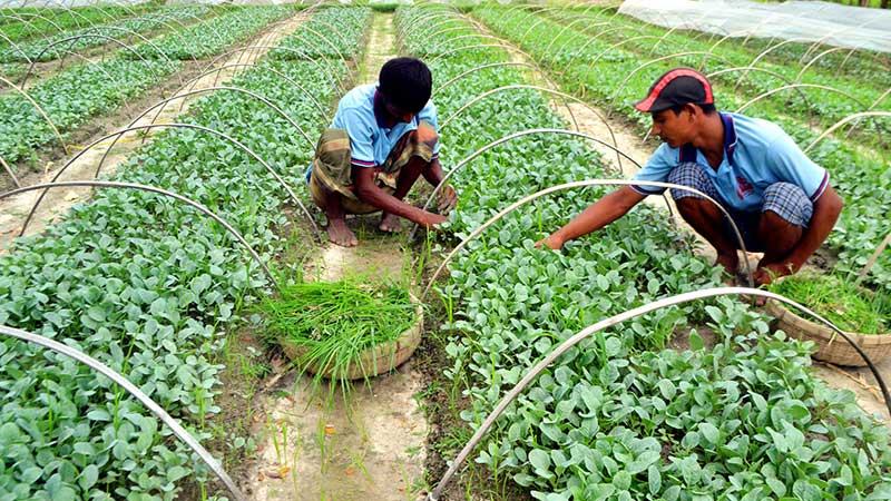 বগুড়ায় তিন লাখ টন শীতকালীন সবজি উৎপাদনের লক্ষ্যমাত্রা