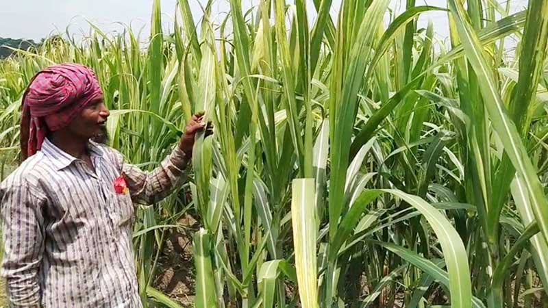 চাঁদপুরে আখে পোকার আক্রমণ ফলন বিপর্যয়ের শঙ্কা