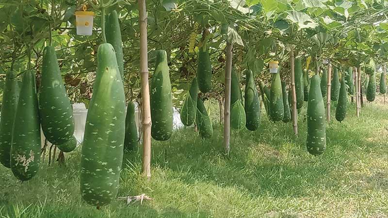 সাতক্ষীরা উপকূলে চাষ হচ্ছে লবণসহিষ্ণু লাউ